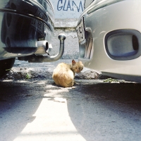 Cats