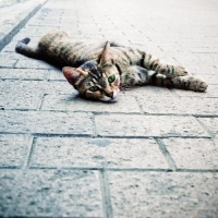 Cats