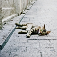 Cats