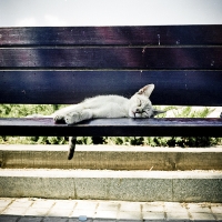 Cats
