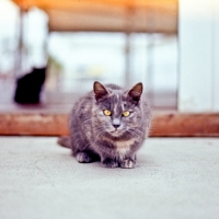 Cats
