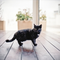 Cats